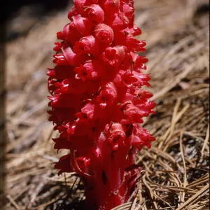 Sarcodes sanguinea