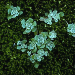 Sedum spathulifolium