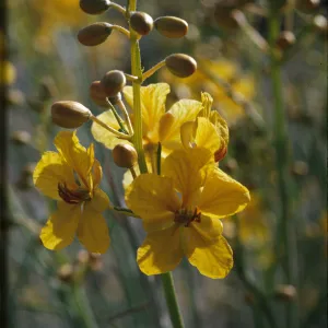 Senna armata