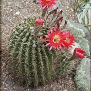 Soehrensia bruchii