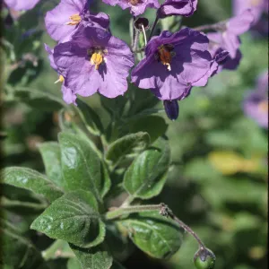 Solanum clokeyi