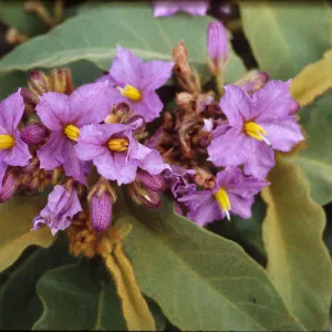 Solanum hispidum