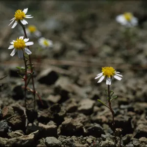 Syntrichopappus lemmonii