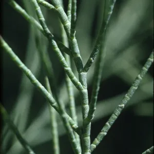 Tamarix aphylla