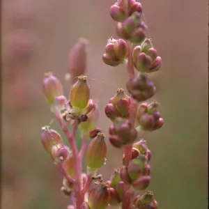Triglochin maritimum