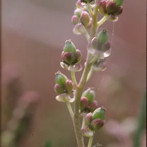 Triglochin maritimum