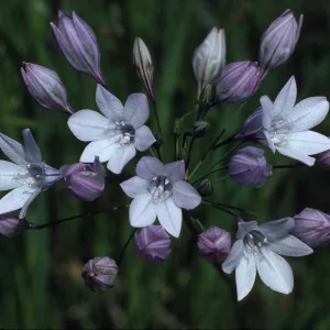 Triteleia laxa, South of Suisun City