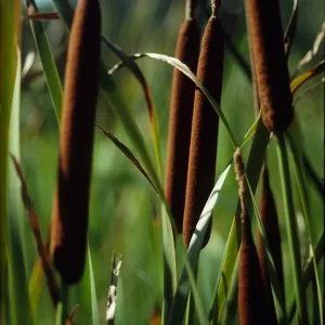 Typha angustifolia