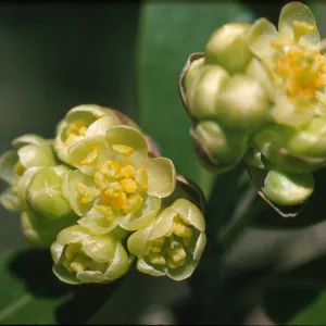 Umbellularia californica