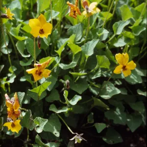 Viola pedunculata