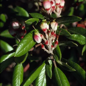 Xylococcus bicolor