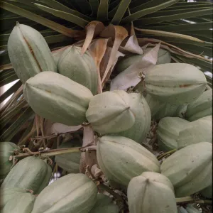 Yucca brevifolia