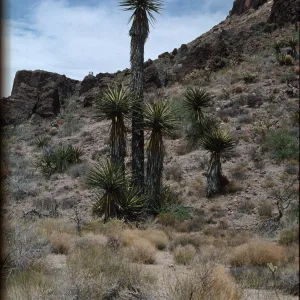 Yucca schidigera