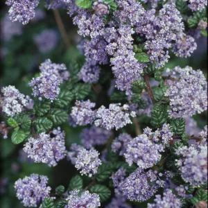 Ceanothus impressus