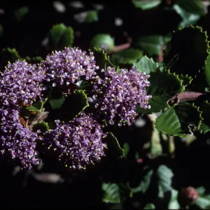 Ceanothus gloriosus