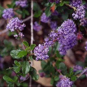 Ceanothus foliosus