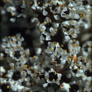 Ceanothus megacarpus