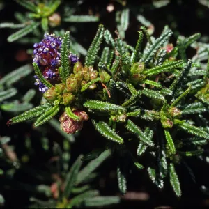 Ceanothus papillosus
