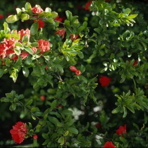 Punica granatum