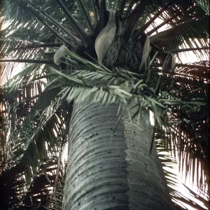 Jubaea chilensis