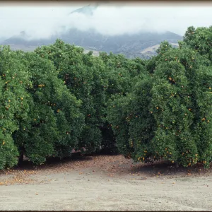 Citrus