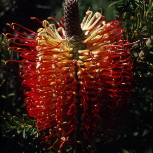 Banksia ericifolia