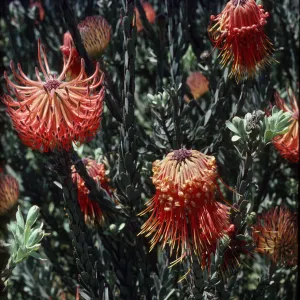 Leucospermum reflexum