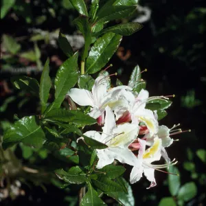 Rhododendron occidentale