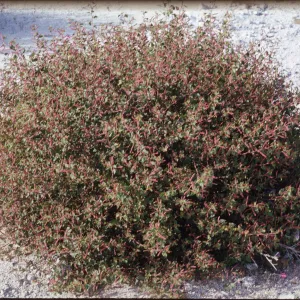 Acalypha