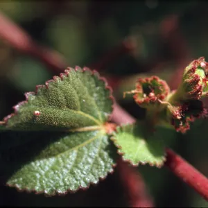 Acalypha, female flower