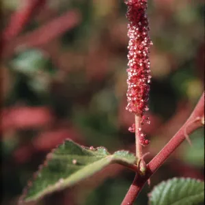 Acalypha, male flower