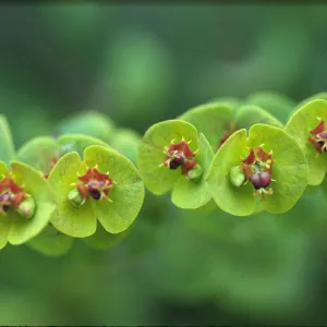Euphorbia amygdaloides