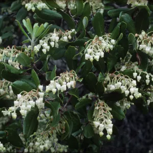 Comarostaphylis diversifolia