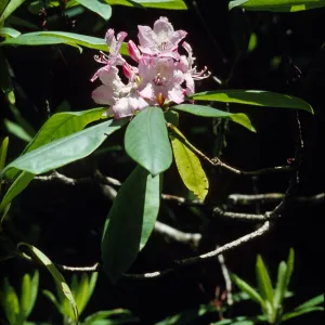 Rhododendron macrophyllum