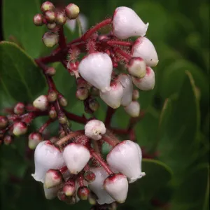 Arctostaphylos insularis