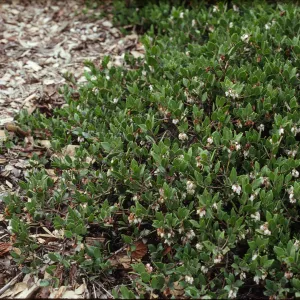 Arctostaphylos hookeri ssp. franciscana
