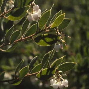 Arctostaphylos densiflora