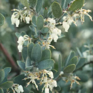Arctostaphylos silvicola