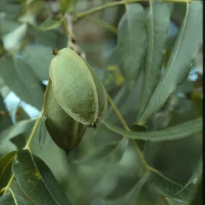 Carya illinoensis