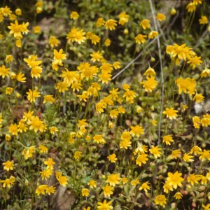 Crocidium multicaule