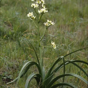 Zigadenus fremontii