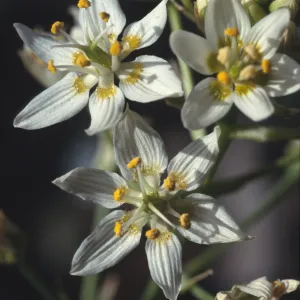 Zigadenus fremontii