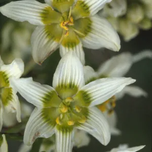 Zigadenus fremontii