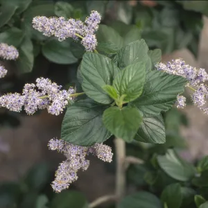 Ceanothus arboreus