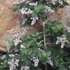 Ceanothus arboreus
