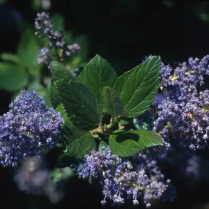 Ceanothus arboreus