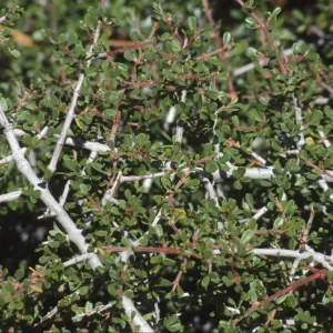 Ceanothus arcuatus