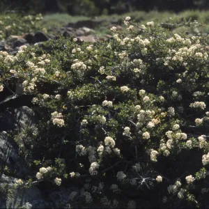 Ceanothus arcuatus