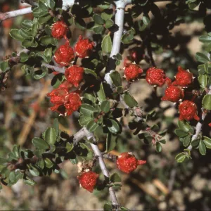 Ceanothus arcuatus