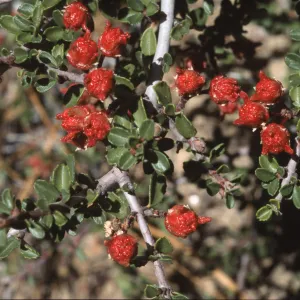 Ceanothus arcuatus